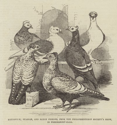 Pigeons de Brunswick, Souabe et Saxe, de l